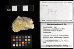 Foto (Objekt + Etiketten) von Gastrosacus eminens (Blaschke, 1911) 